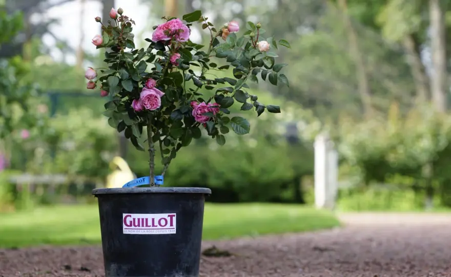 Rosier en pot - Bien l'arroser pour une floraison parfaite