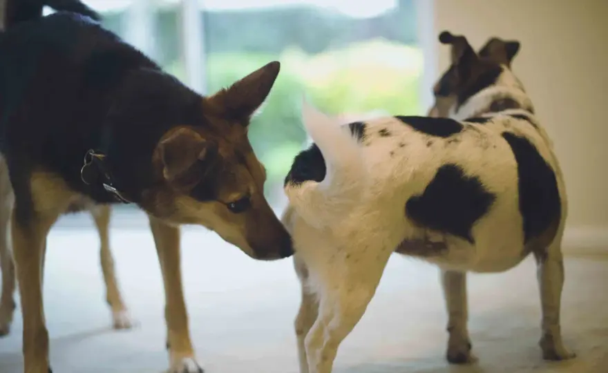 Why Dogs Sniff Butts - The Real Reason & When to Worry