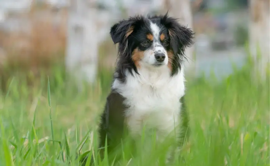Australian Shepherd Mini - Größe, Wesen und Haltung erklärt