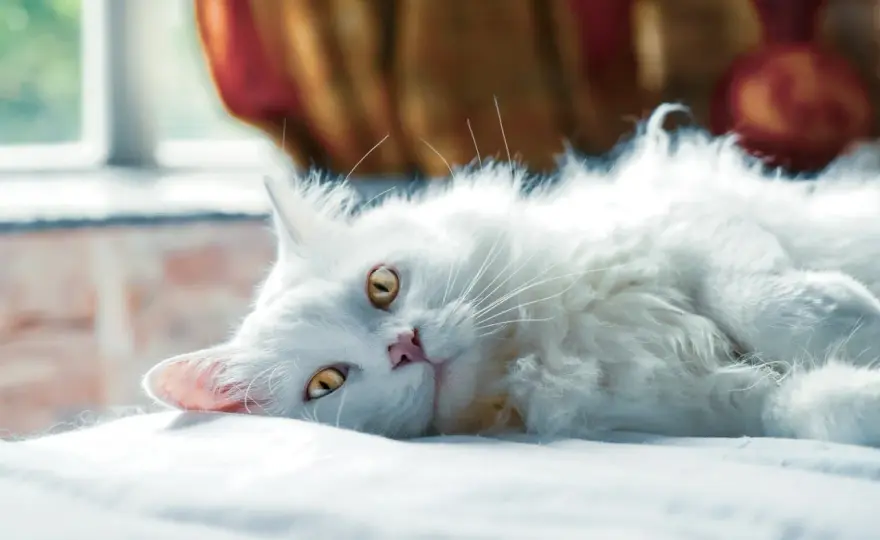 Bolas de pelo en gatos - ¿Normal o señal de alerta?