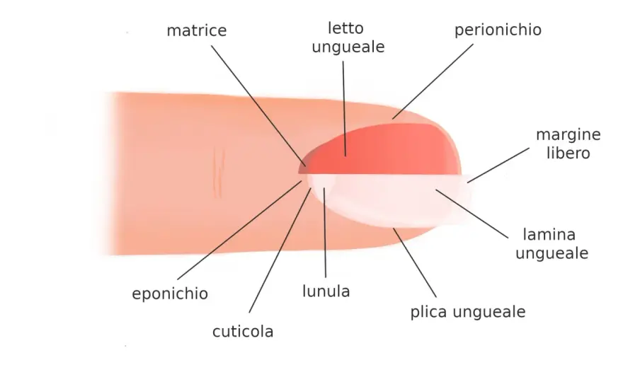 Anatomia delle Unghie - La Guida Completa