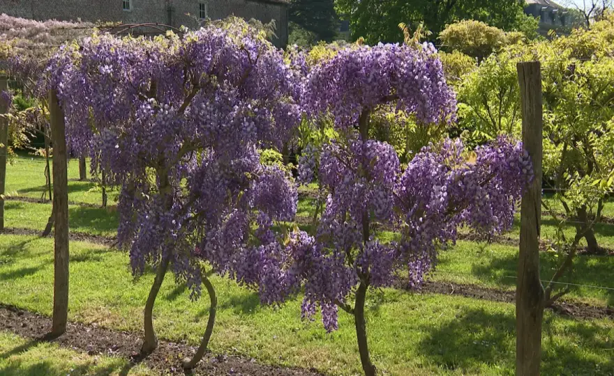 Glycine - Les 3 clés d'une floraison abondante et durable
