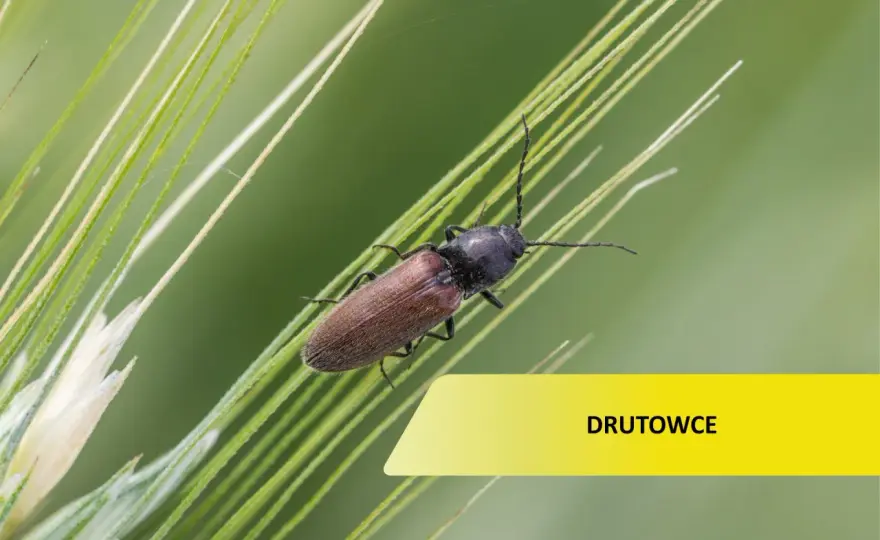 Drutowce w glebie - Jak je zwalczyć, zanim zniszczą plony?