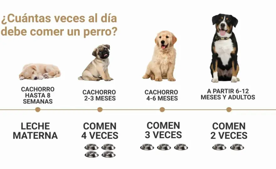 ¿Cuántas veces debe comer un perro al día? La guía definitiva