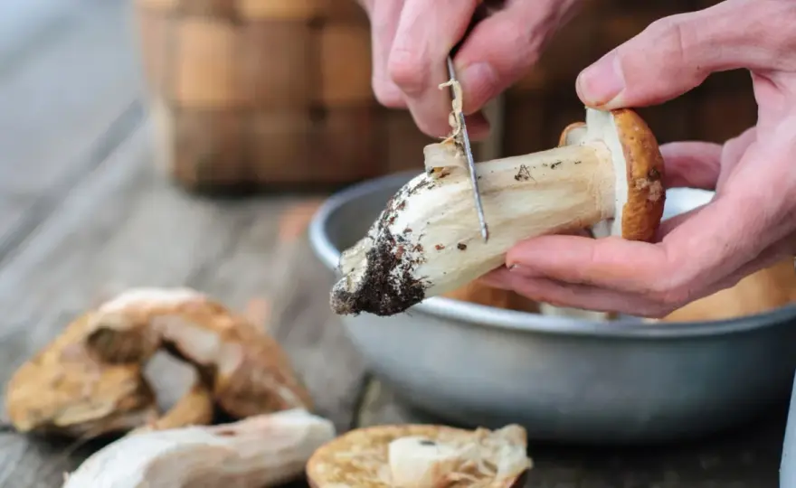Limpiar boletus - Guía para no perder sabor ni aroma