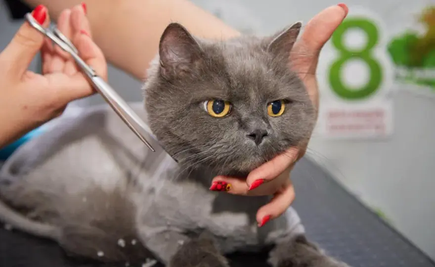 ¿Cortar el pelo a tu gato? Cuándo sí y cuándo no