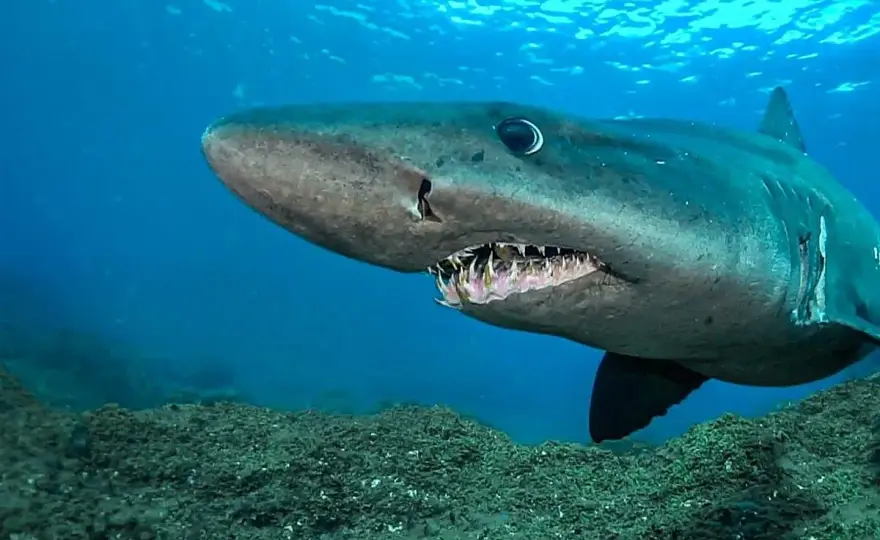 Peces de Canarias - Guía para identificar y proteger la fauna marina