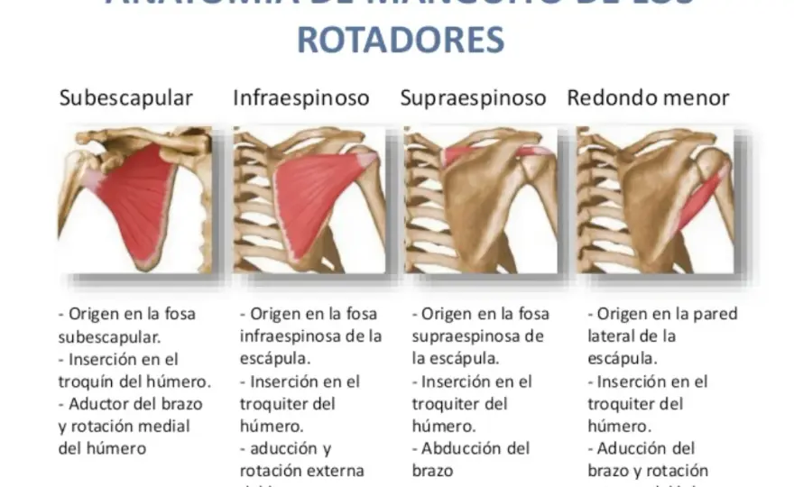 Conoce los músculos del manguito rotador y su importancia en el hombro