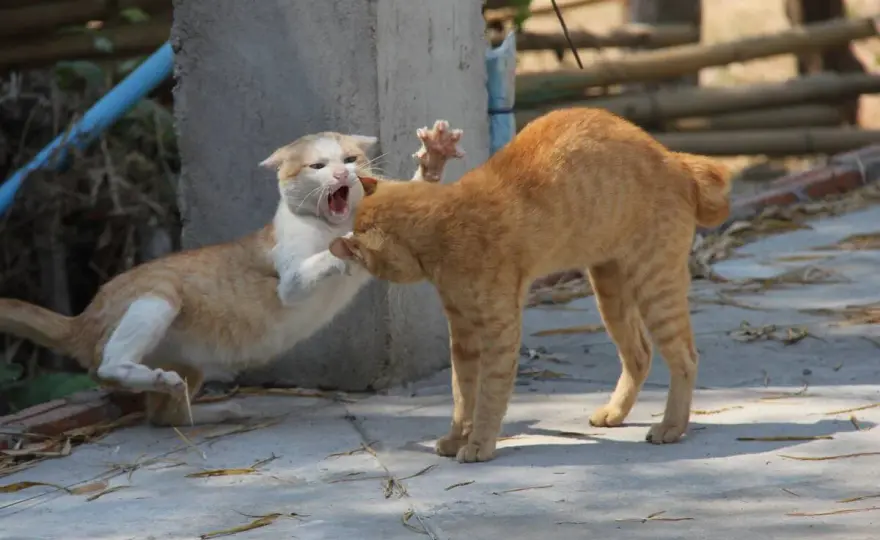 Cómo presentar dos gatos - Evita peleas y estrés