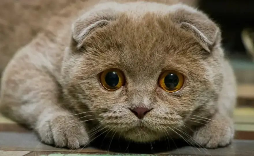 Stress du chat - Signes, causes et solutions efficaces