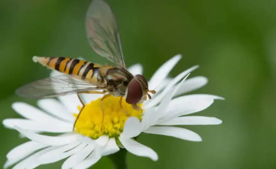 Syrphe - Plus qu'une guêpe, un allié précieux au jardin