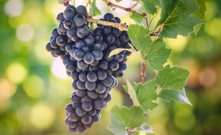 St. Laurent Rotwein - Eleganter Charakterwein entdecken!