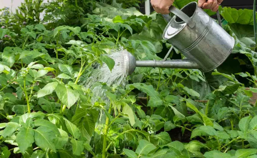 Arrosage pomme de terre - La méthode pour une récolte parfaite