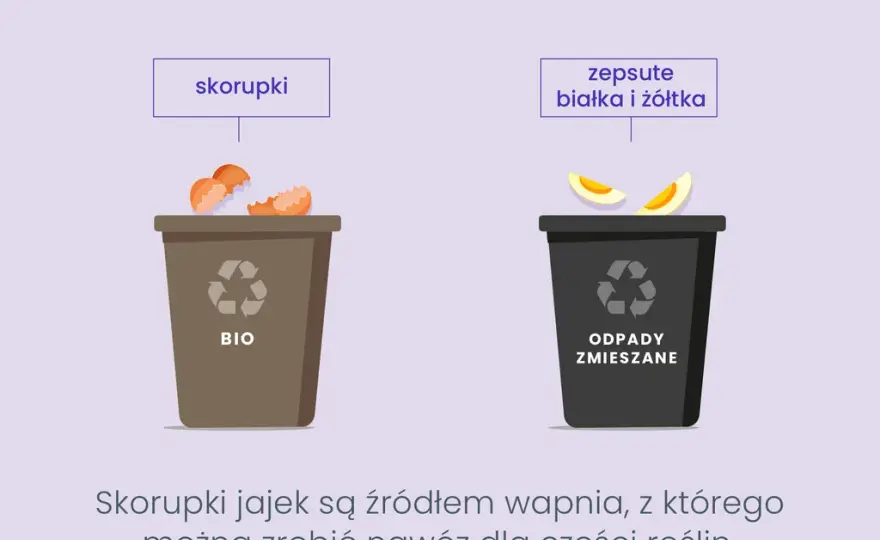 Wytłaczanki na jajka: gdzie wyrzucić? Papier, plastik, styropian