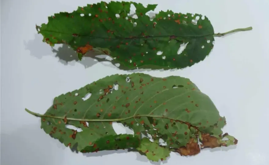 Foglie dell'albicocco malate? Riconosci cause e rimedi