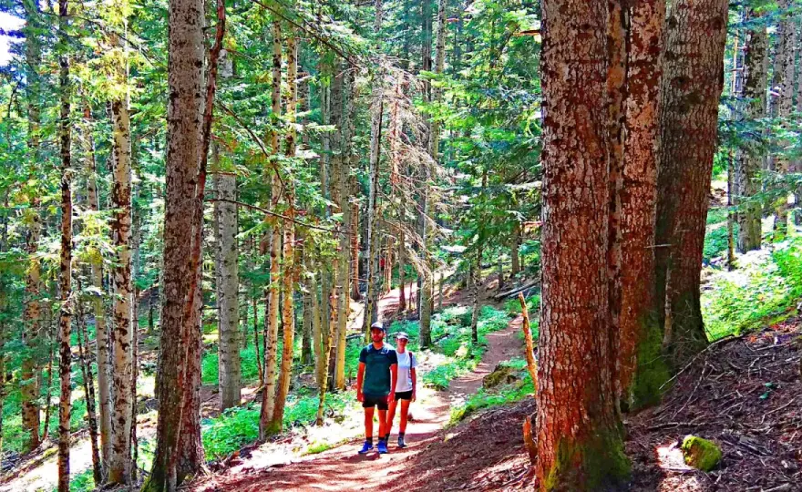 Bosque del Gerdar - ¿Qué ruta elegir y cómo disfrutarlo?