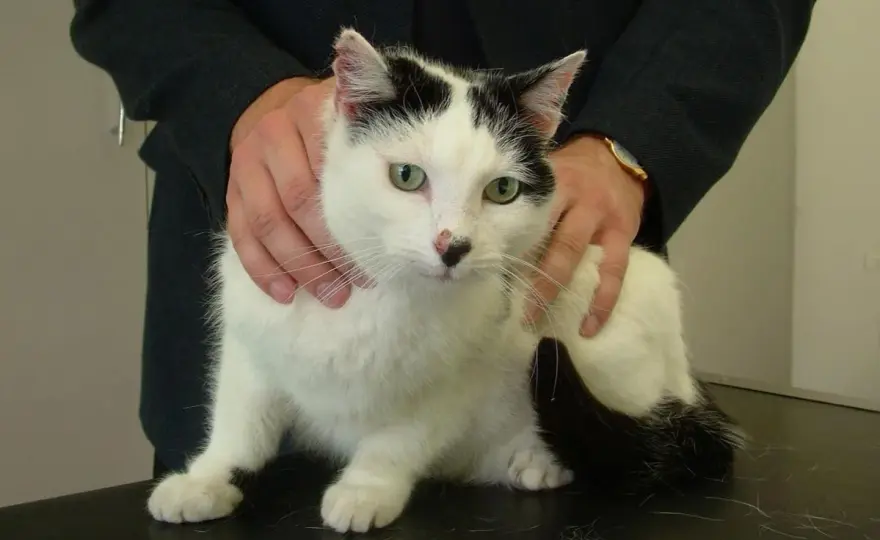 IBS in Cats - Beyond the Label: What Symptoms Really Mean