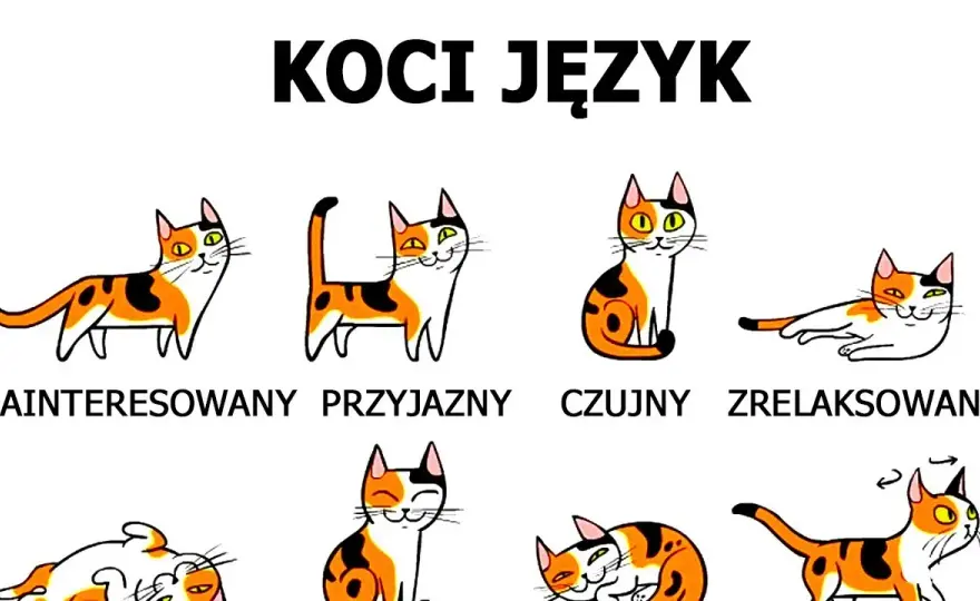 Jak rozpoznać kotkę od kota? Pewny sposób pod ogonem!