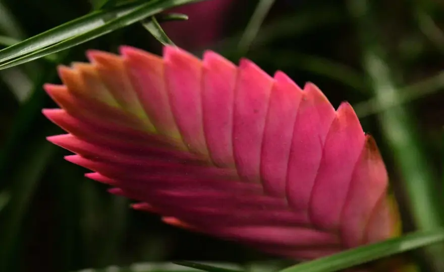 Tillandsia cyanea pflegen - so klappt es in der Wohnung