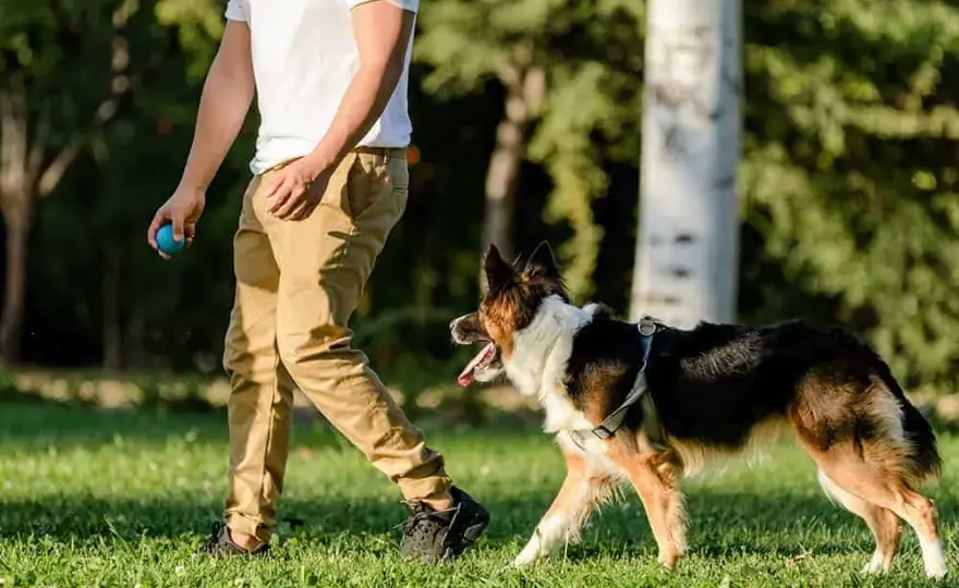 Tresura border collie: Wychowaj inteligentnego psa z pasją!