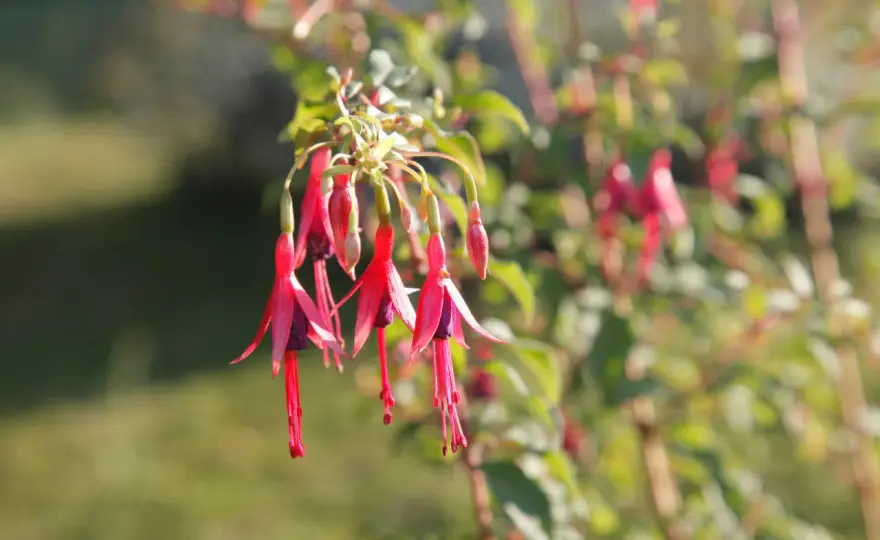 Fuchsia - Réussir sa culture sans effort : Guide complet