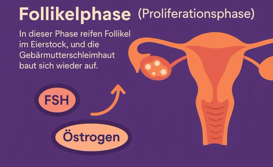 Follikelphase und Stimmung - warum du dich oft klarer fühlst