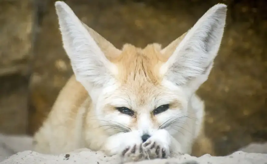 Fénec - El zorro del Sahara: ¿Cómo sobrevive al calor extremo?
