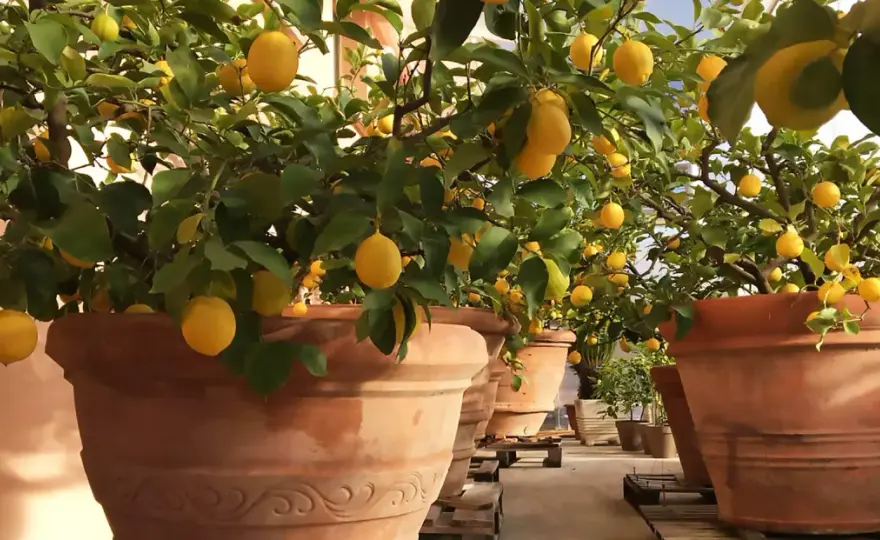 Come coltivare il limone in vaso e in giardino