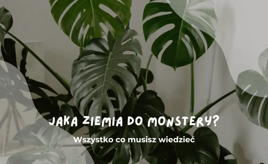 Ziemia do monstery - jak dobrać lekkie, przepuszczalne podłoże?