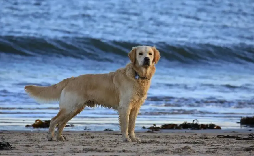 ¿Cortar la cola a tu perro? La verdad, riesgos y la ley actual