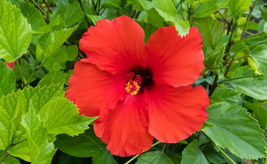Jak skutecznie nawozić hibiskusa ogrodowego dla zdrowego wzrostu