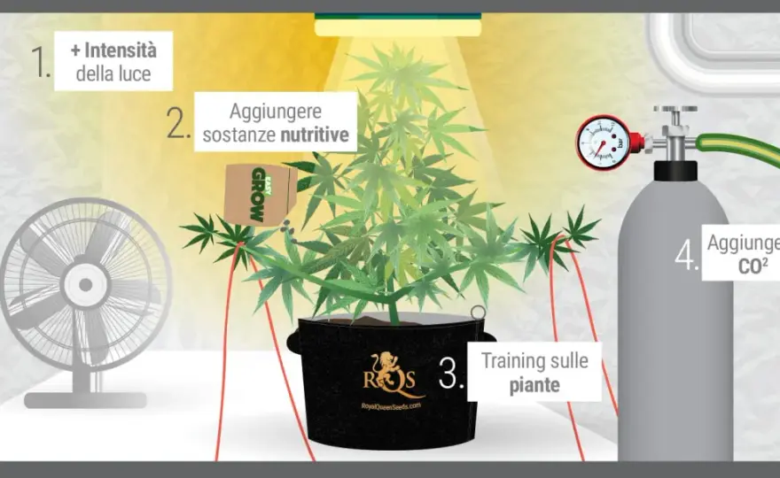 CO2 per piante indoor - Quando serve davvero e come usarla