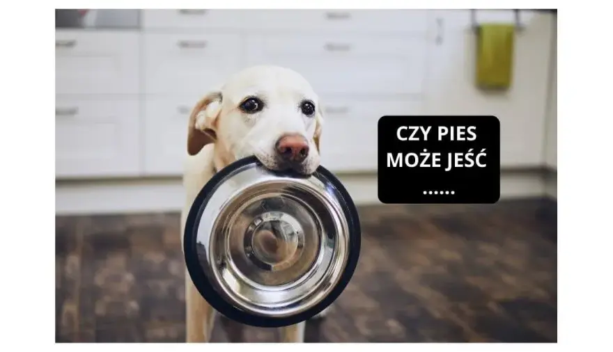 Czy pies może jeść frytki? Poznaj zagrożenia i zdrowe alternatywy
