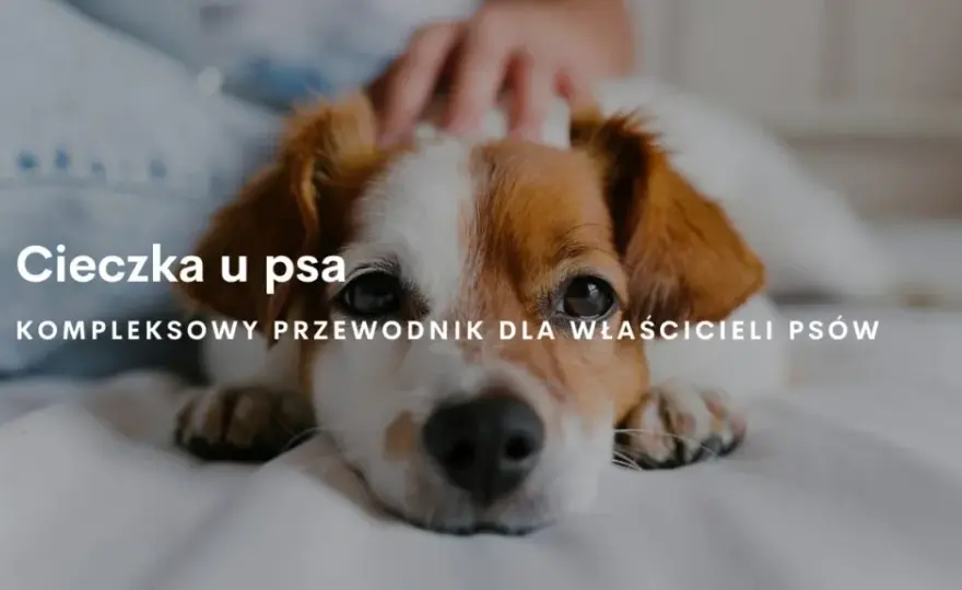 Ile dni pies ma cieczkę - przebieg cieczki i objawy. Jak się zachować?