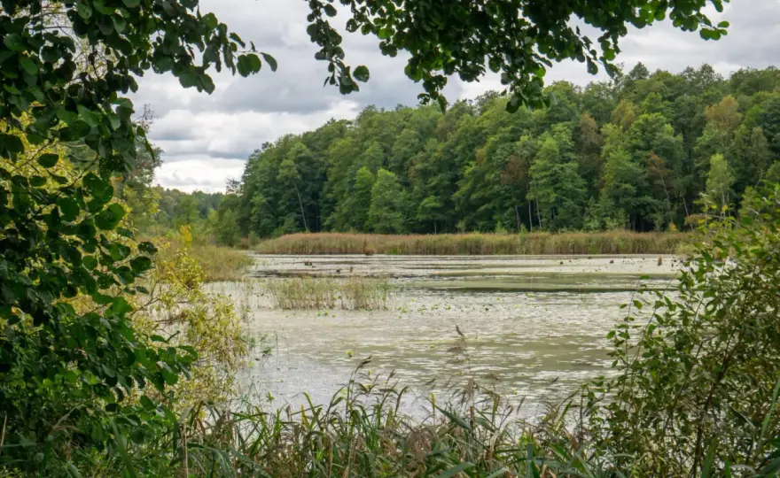 Puszcza Białowieska – co zobaczyć? Plan na weekend i 1 dzień