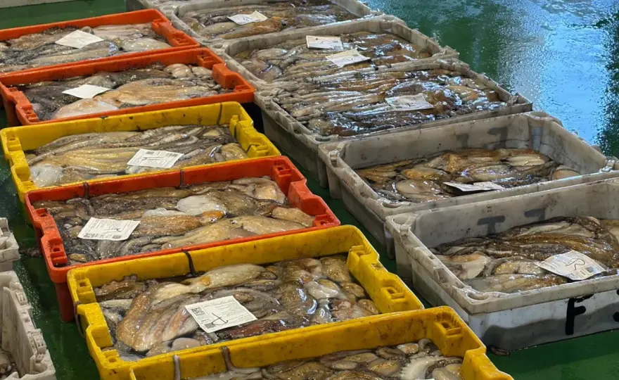 Vedas de pesca en España - cómo cambian la lonja y el precio