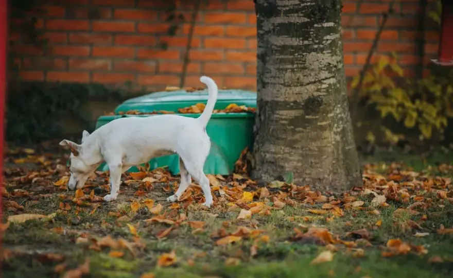 Coprofagia en perros - ¿Por qué come heces y cómo evitarlo?