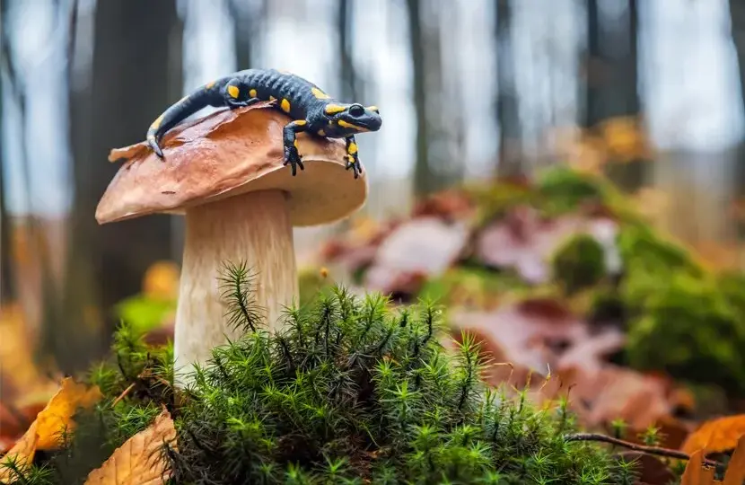 Po jakich studiach można uczyć biologii? Odkryj nieznane ścieżki kariery