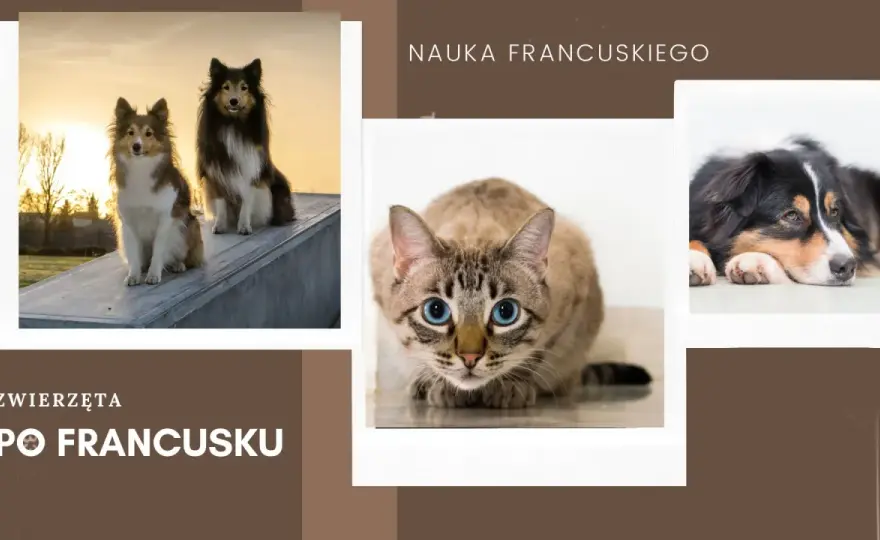 Zwierzęta po francusku: nazwy, rodzajniki i praktyczne zwroty