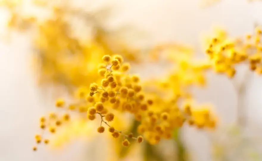 Come concimare la mimosa per farla crescere e fiorire