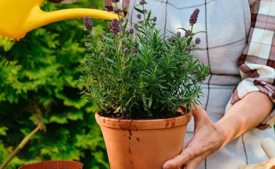 Lavendel - Så får du den flerårig i rabatt & kruka