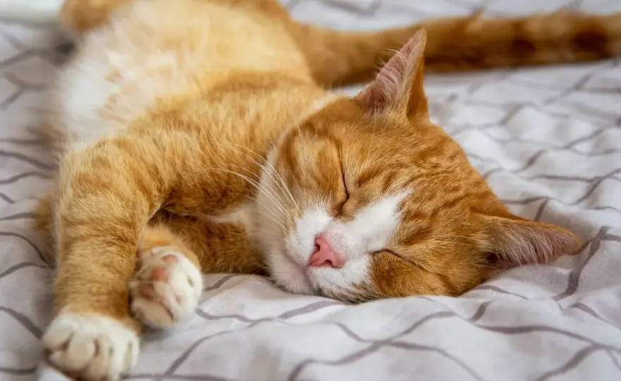 Dónde duerme tu gato - Descifra su mensaje y mejora su descanso