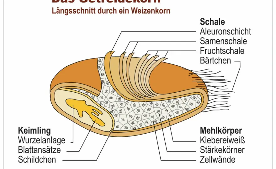Getreidekorn einfach erklärt - Sachunterricht Grundschule