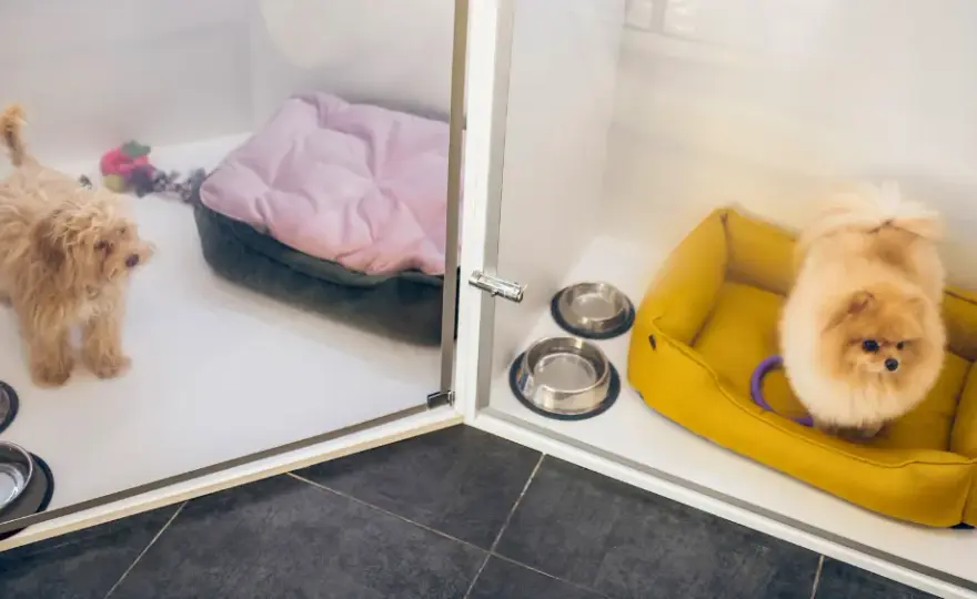 Jak wygląda hotel dla psów? Poznaj komfort i opiekę dla pupila