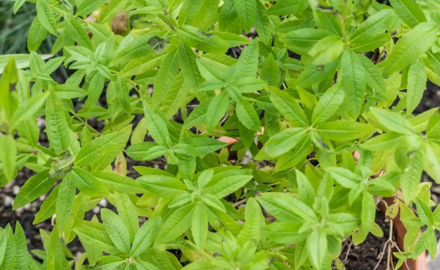 Werbena cytrynowa - uprawa i zimowanie. Jak dbać o aromat?