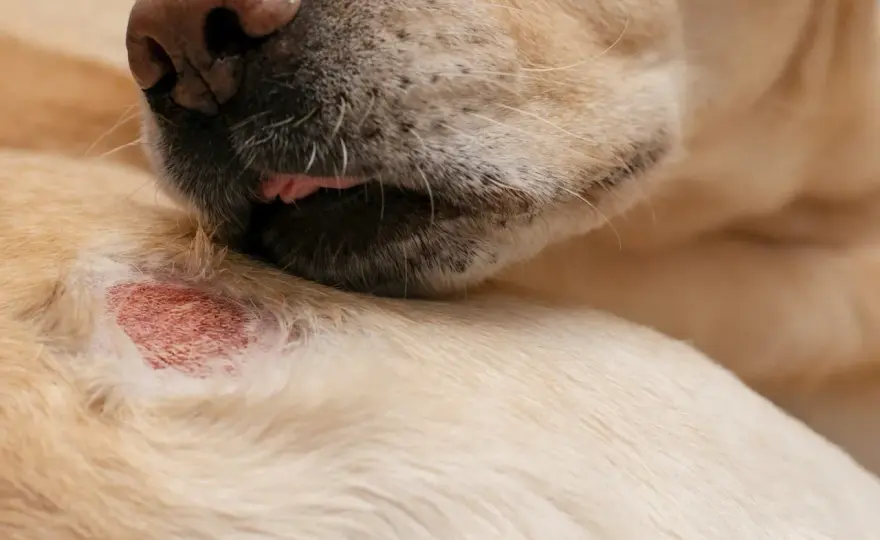 Alergia u psa - domowe sposoby i kiedy do weterynarza?