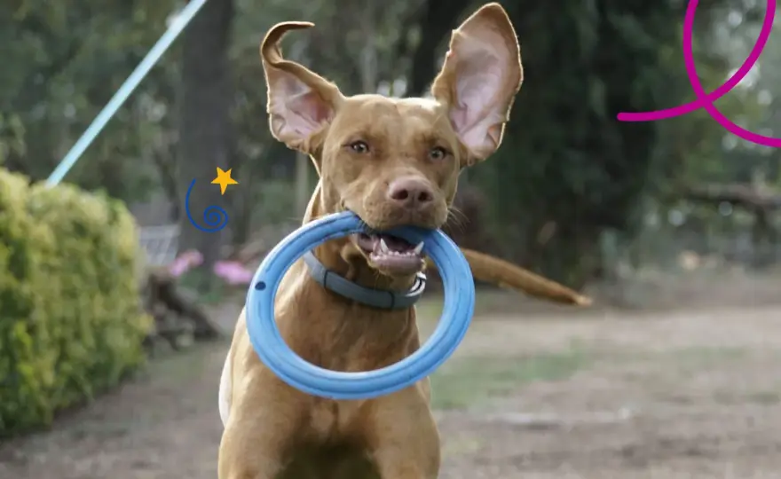 Perro hiperactivo - ¿Problema o energía? Guía para calmarlo