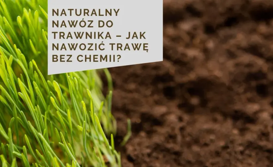 Nawozy naturalne do trawnika - Zbuduj glebę, nie tylko trawę