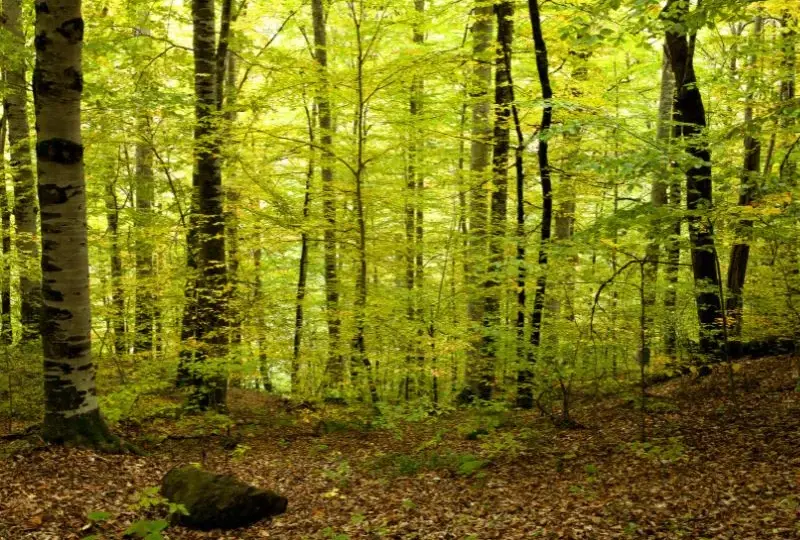 Gdzie na grzyby Szczecin - najlepsze miejsca na udane grzybobranie