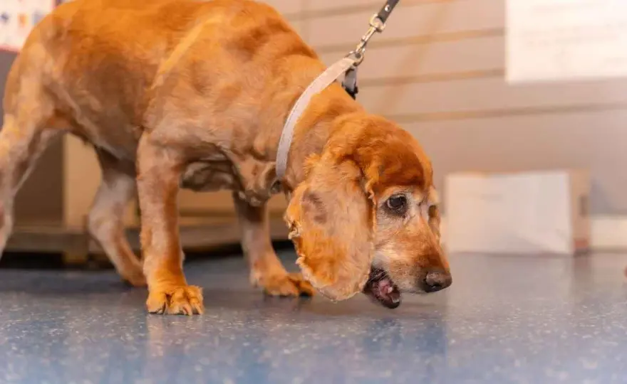 Dog Vomiting - When to Worry & What to Do